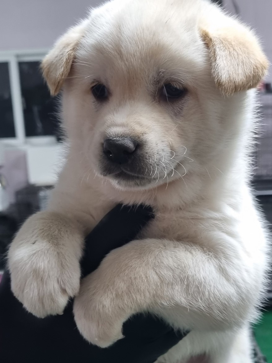 밀양시동물보호센터_448536202300553